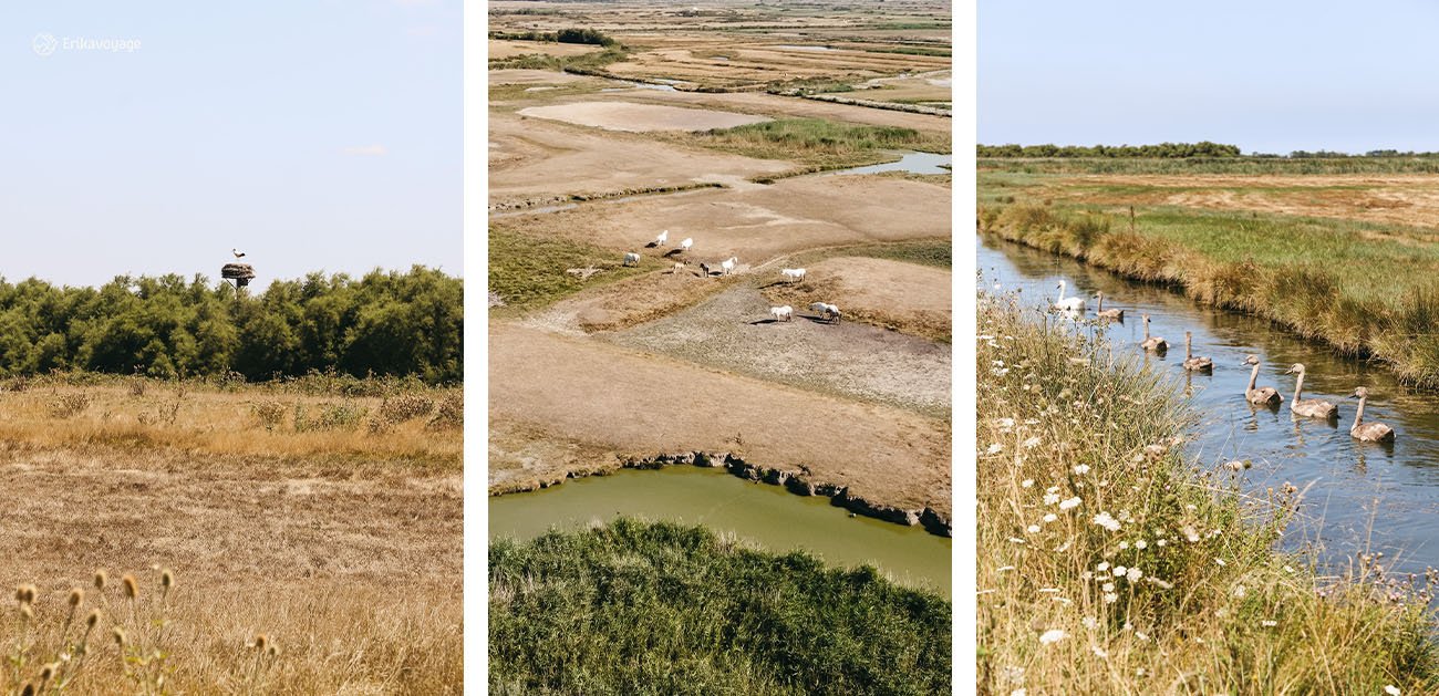 Marais de Brouage Charente-Maritime