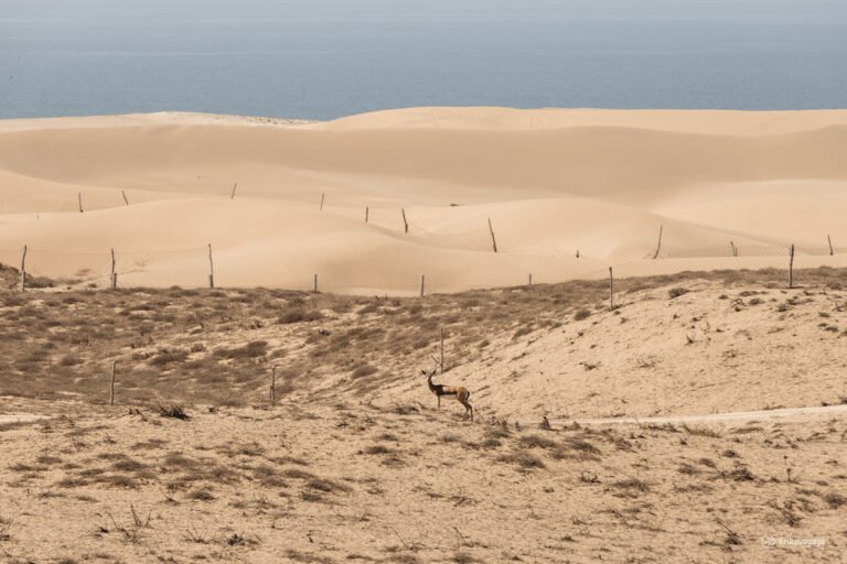 Découvrir le parc national de Souss Massa au Maroc