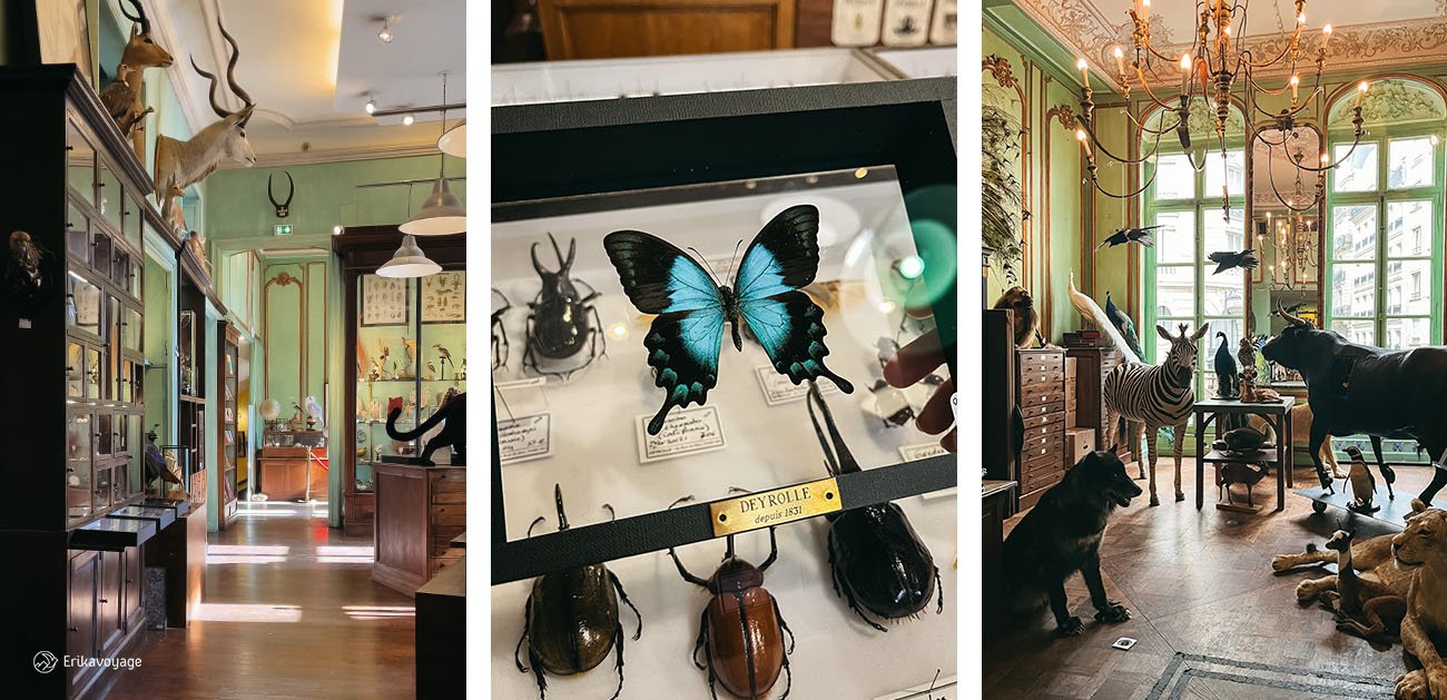 Cabinet de curiosité Deyrolles