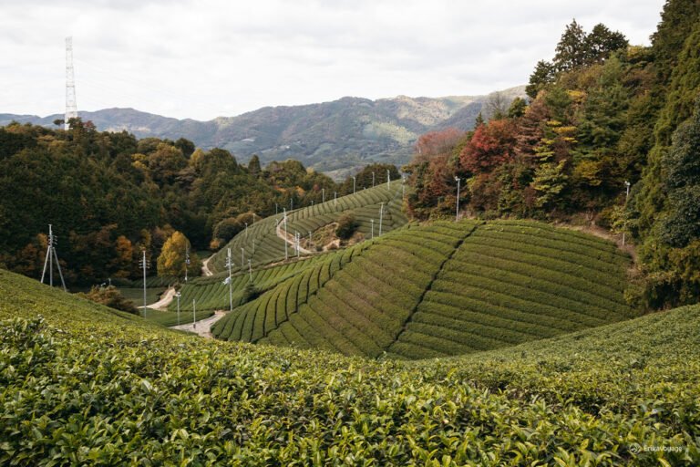 Visite d’une plantation de thé à Wazuka près de Kyoto : mon expérience chez Obubu Tea Farms